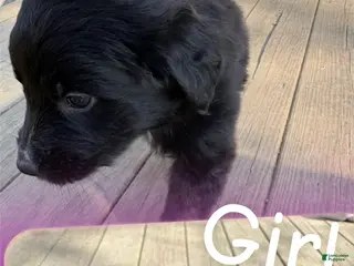 Mixed Breed dogs Mixed Breed Puppy 1 - Ad 1