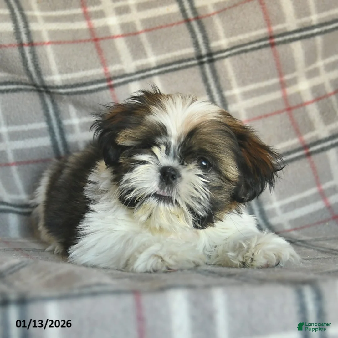 Shih Tzu dogs for sale: Molasses - Ad 5