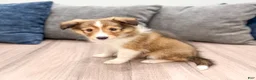 Shetland Sheepdog dogs for sale: Sadie - Ad 4