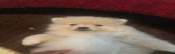 Pomeranian dogs for sale: Pomeranian 3 - Ad 2