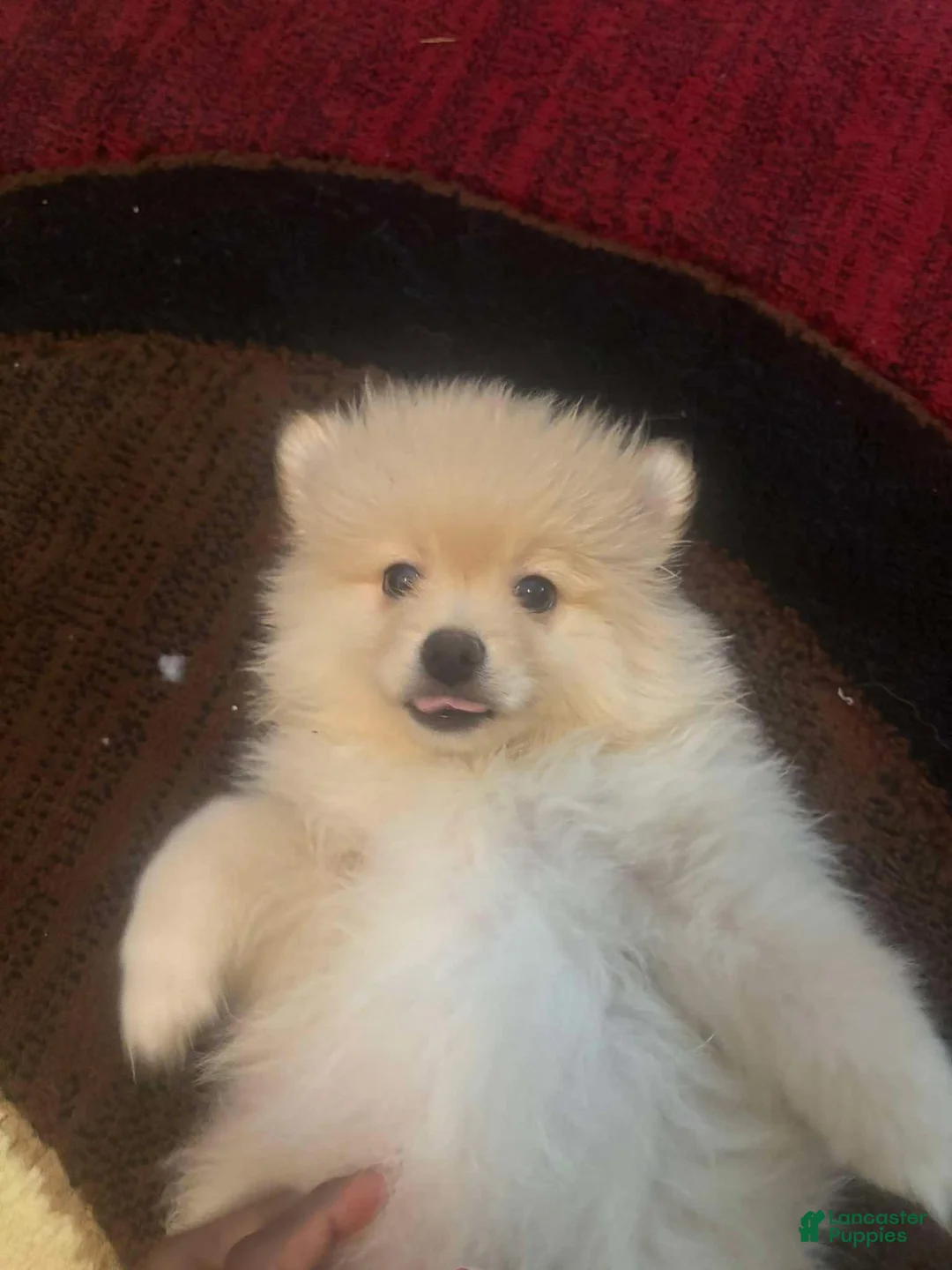 Pomeranian dogs for sale: Pomeranian 3 - Ad 2