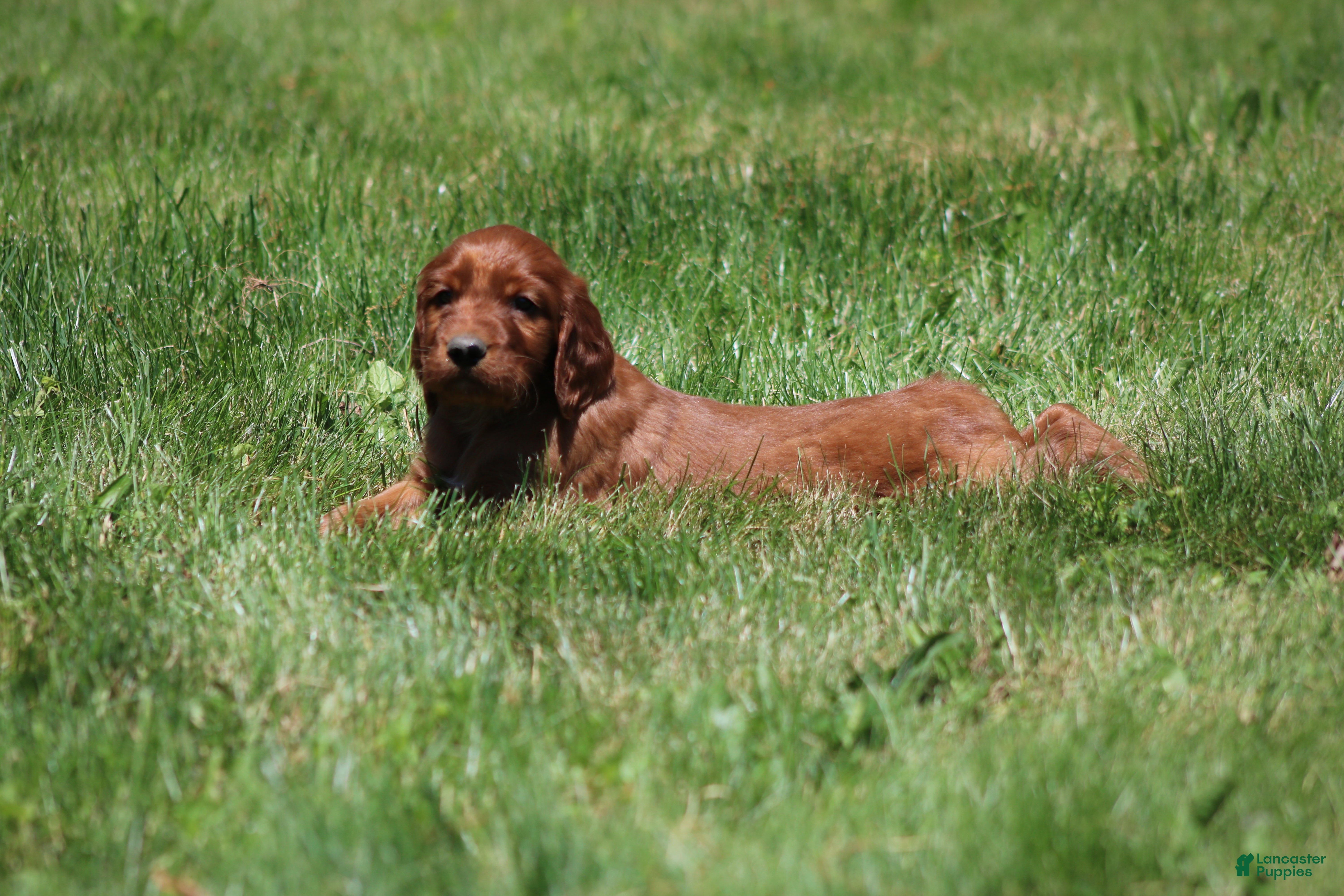 Irish Setter dogs Mickey - Ad 2