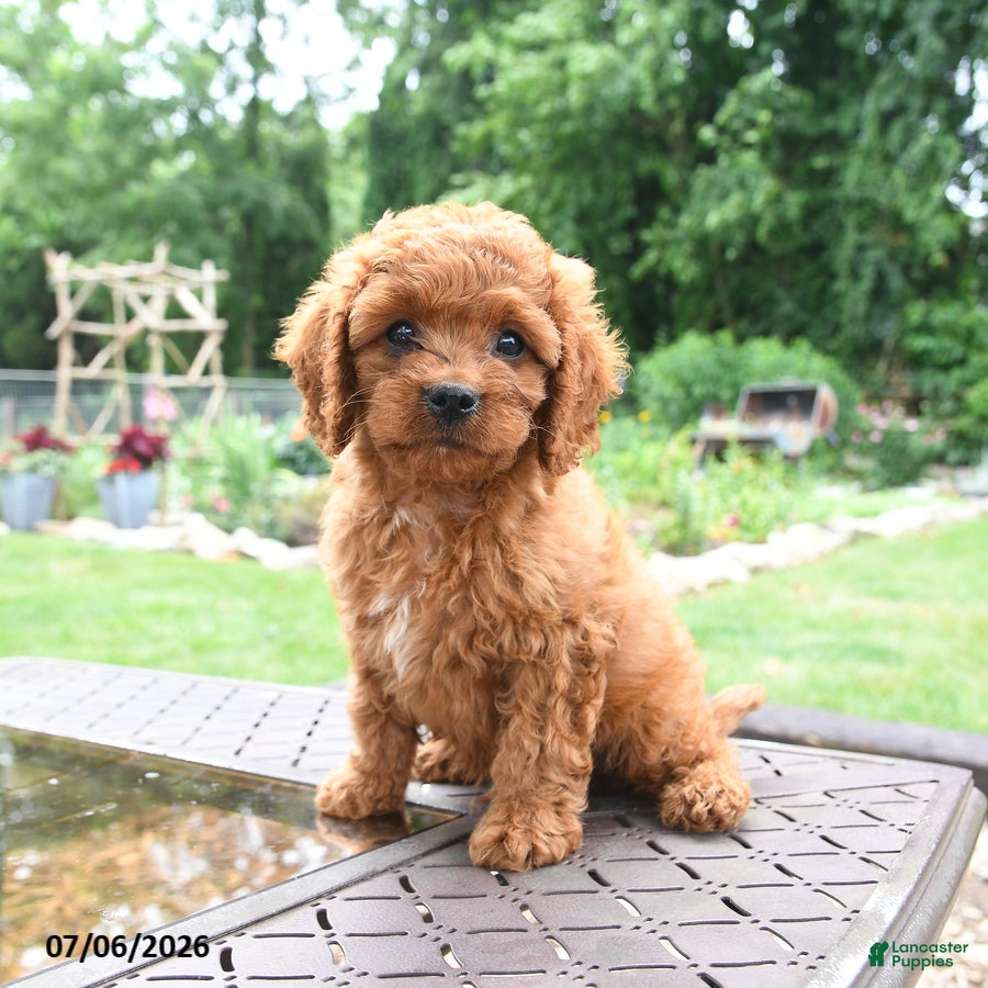 Cavapoo dogs Milo - Ad 1