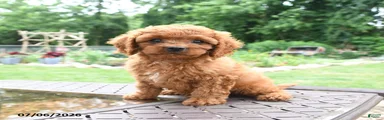 Milo