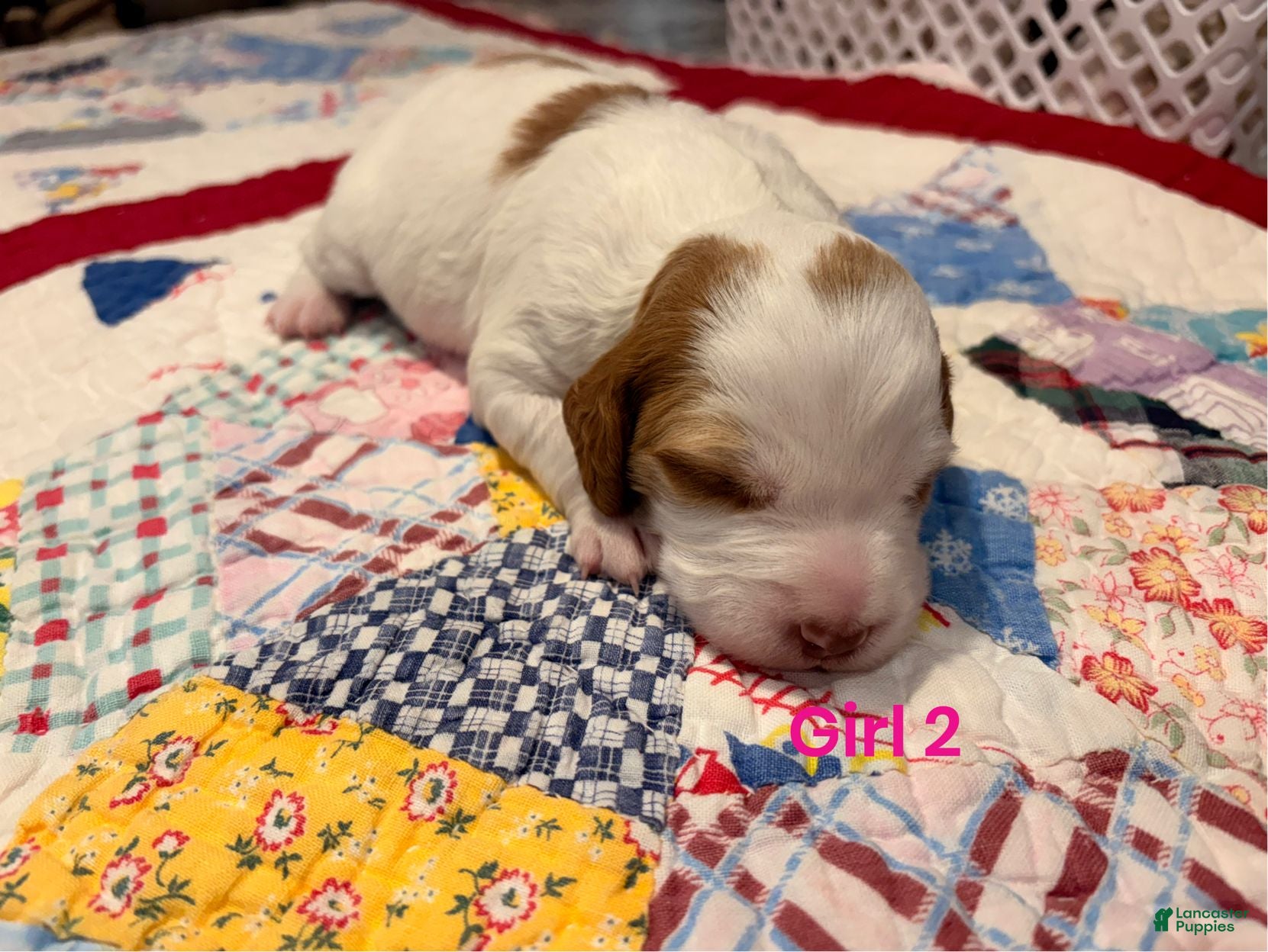Brittany Spaniel dogs Brittany Spaniel 4 - Ad 1
