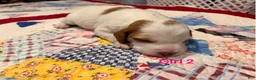 Brittany Spaniel dogs for sale: Brittany Spaniel 4 - Ad 1