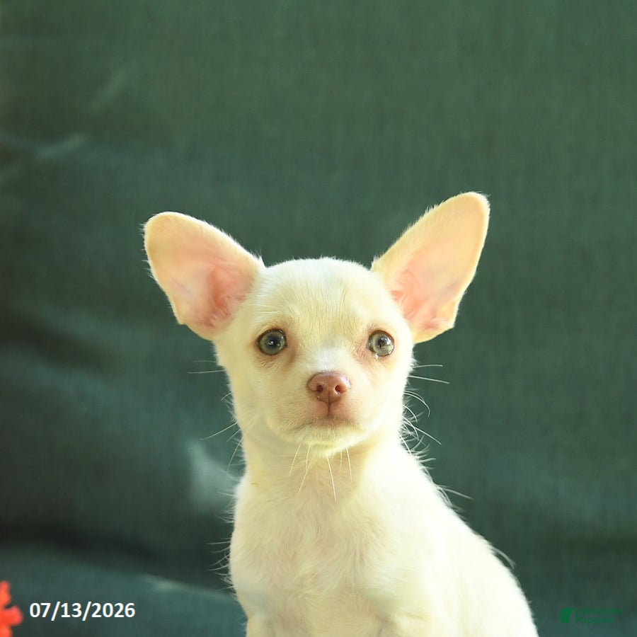 Chihuahua dogs Peanut  - Ad 2
