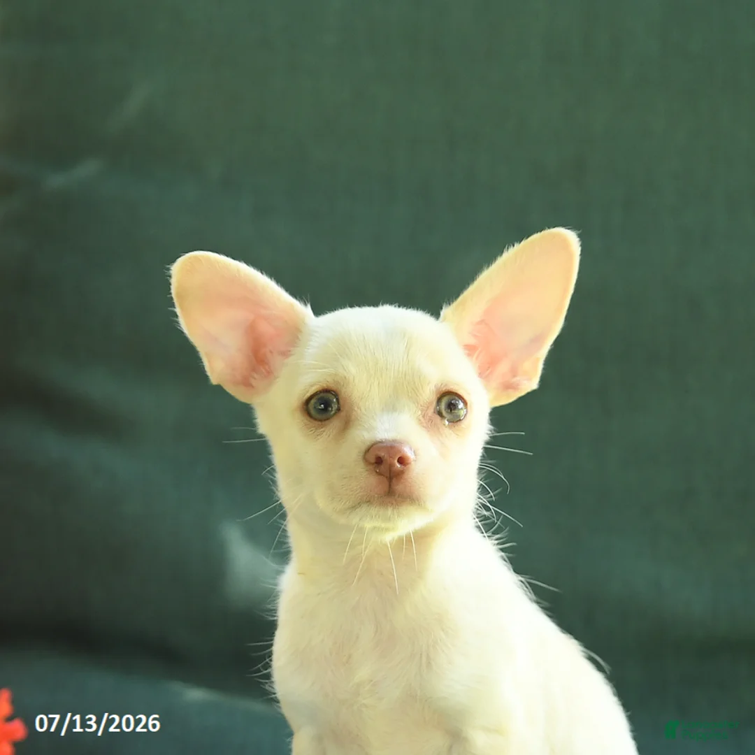 Chihuahua dogs for sale: Peanut  - Ad 2