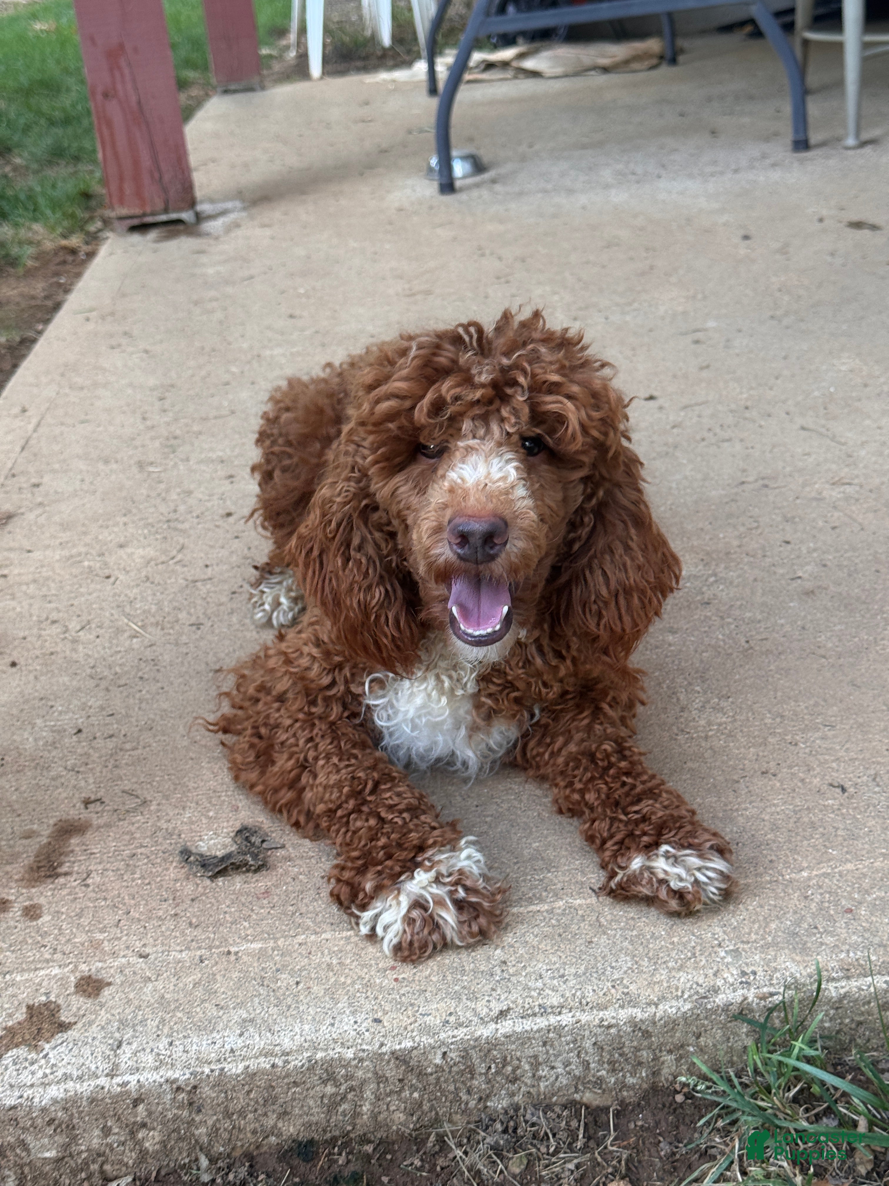 Miniature Poodle dogs Holly - Ad 1