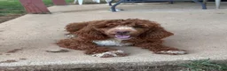 Miniature Poodle dogs for sale: Holly - Ad 1
