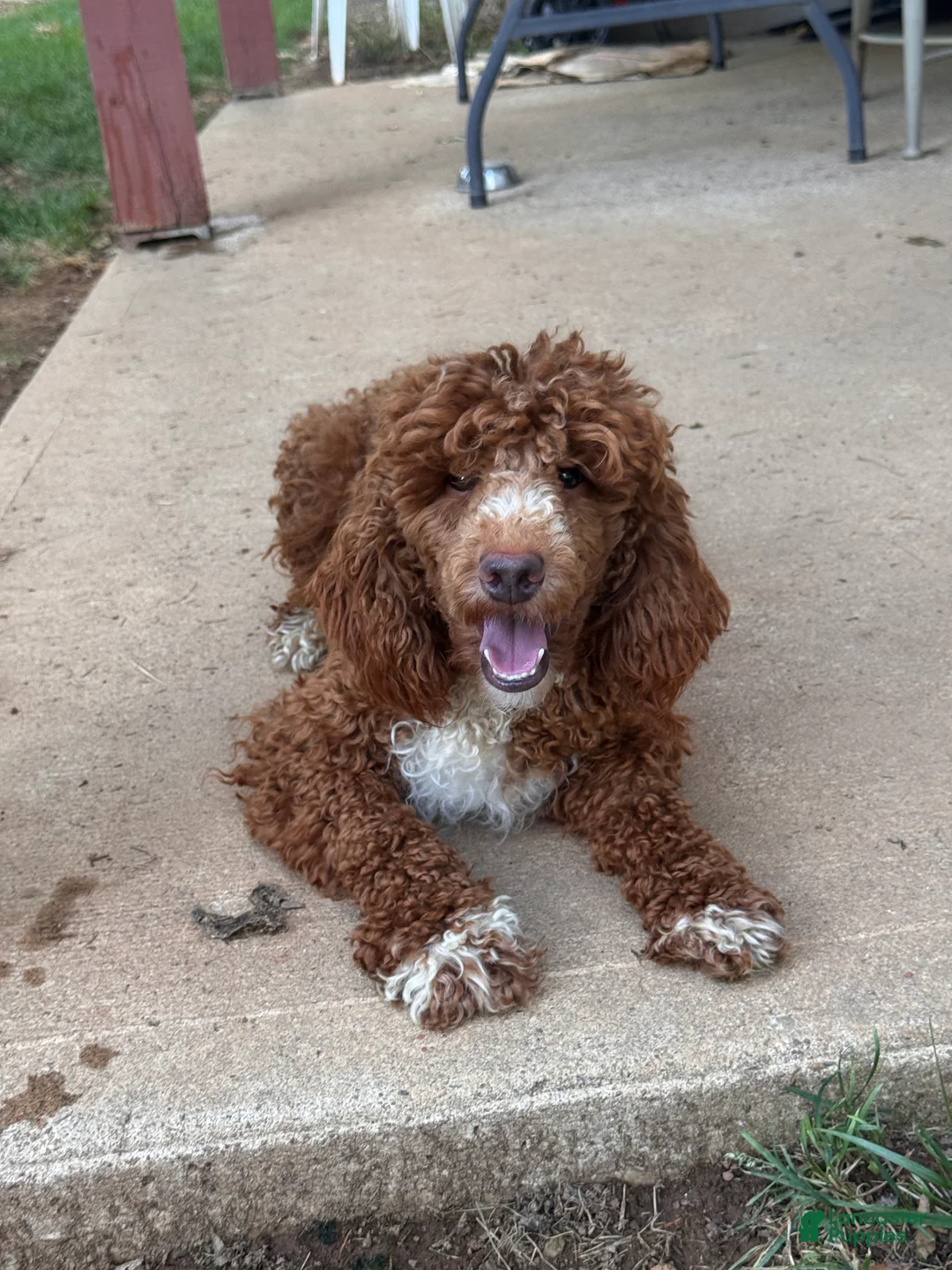 Miniature Poodle dogs for sale: Holly - Ad 1