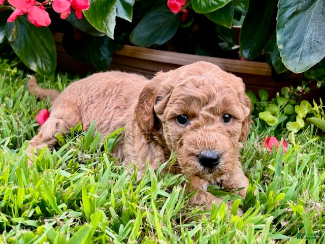 Mini Goldendoodle dogs Rosie - Ad 2