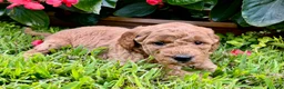 Mini Goldendoodle dogs for sale: Rosie - Ad 2
