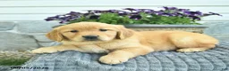 Golden Retriever dogs for sale: Tia  - Ad 5