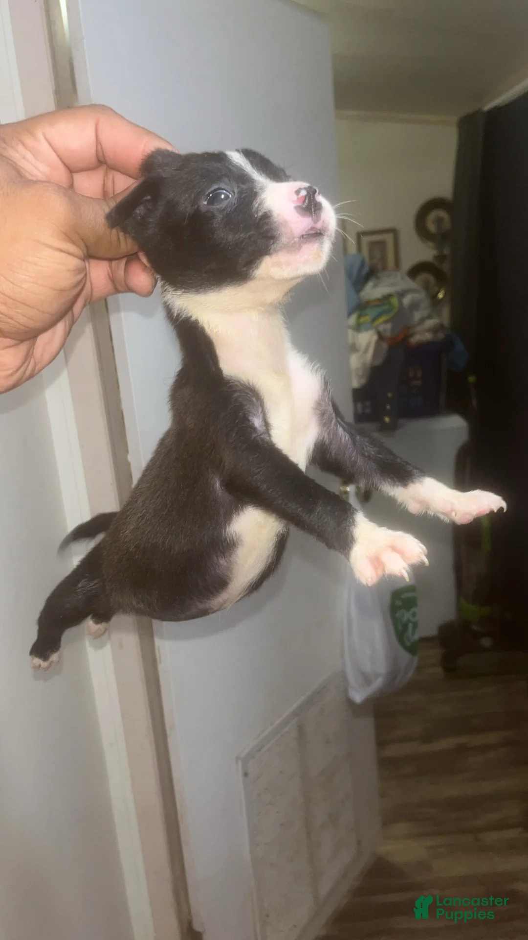 American Pit Bull Terrier dogs for sale: American Pit Bull Terrier 5 - Ad 14