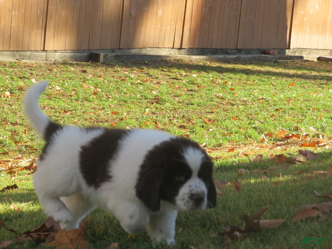 Newfoundland dogs for sale: Monty - Ad 8