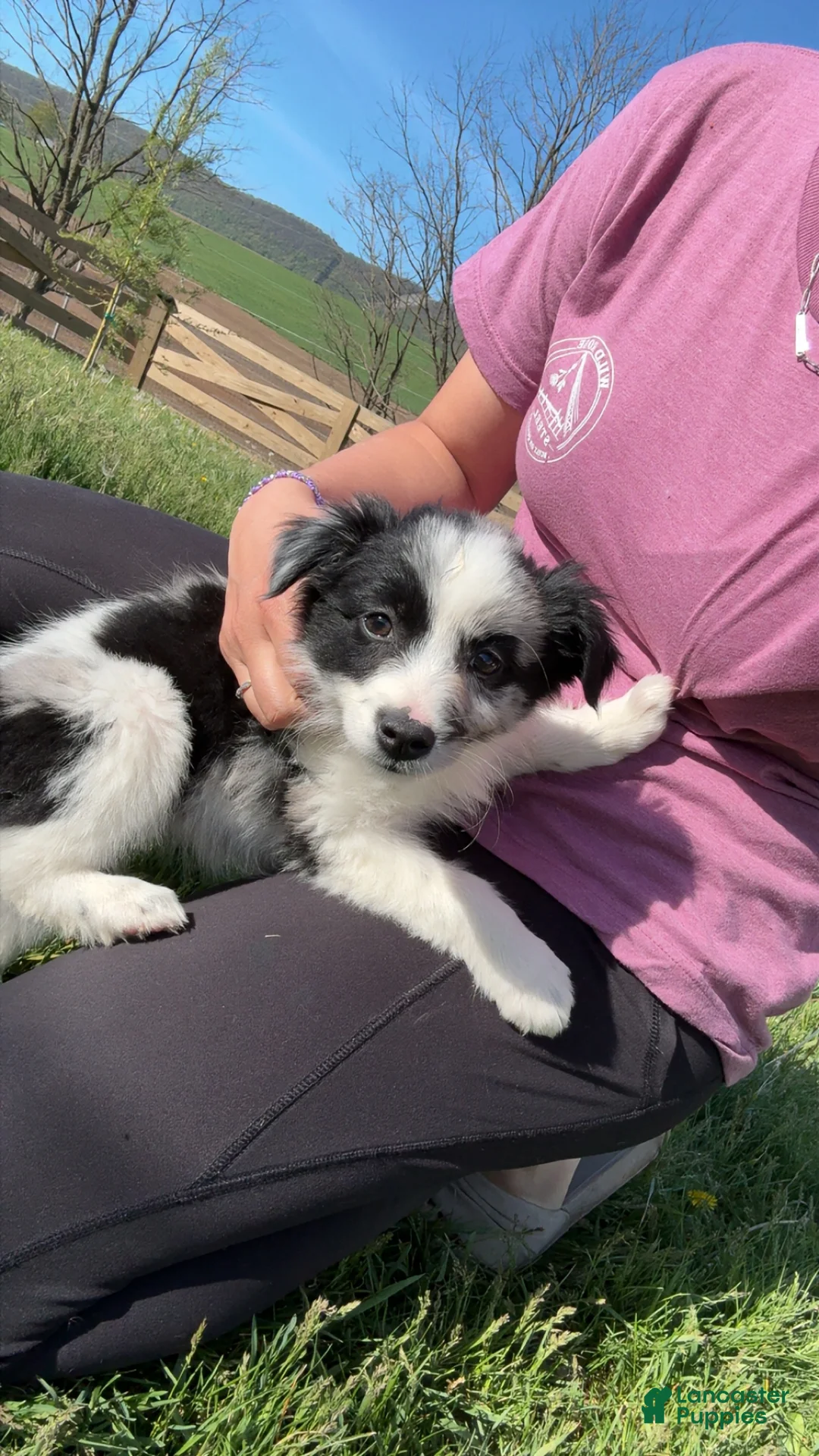 Mixed Breed dogs for sale: Mixed Breed Puppy 4 - Ad 2