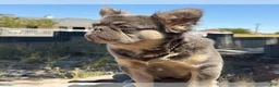French Bulldog dogs for sale: ROCKY - Elite Lilac Tan Fluffy Micro French Bulldog, CA-USA Delivery Options - Ad 8