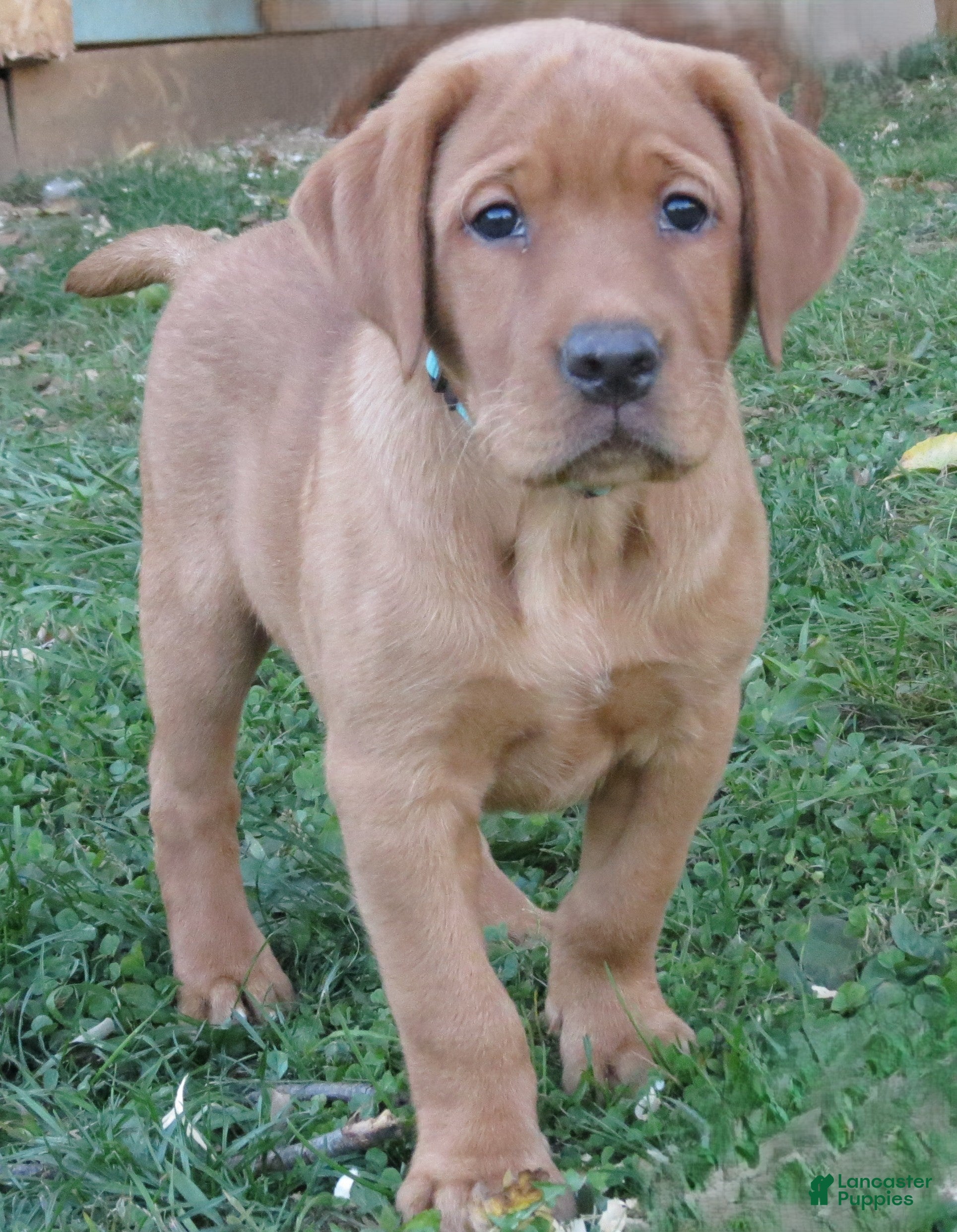 Labrador Retriever dogs for sale: Chubba (aqua collar) - Ad 2