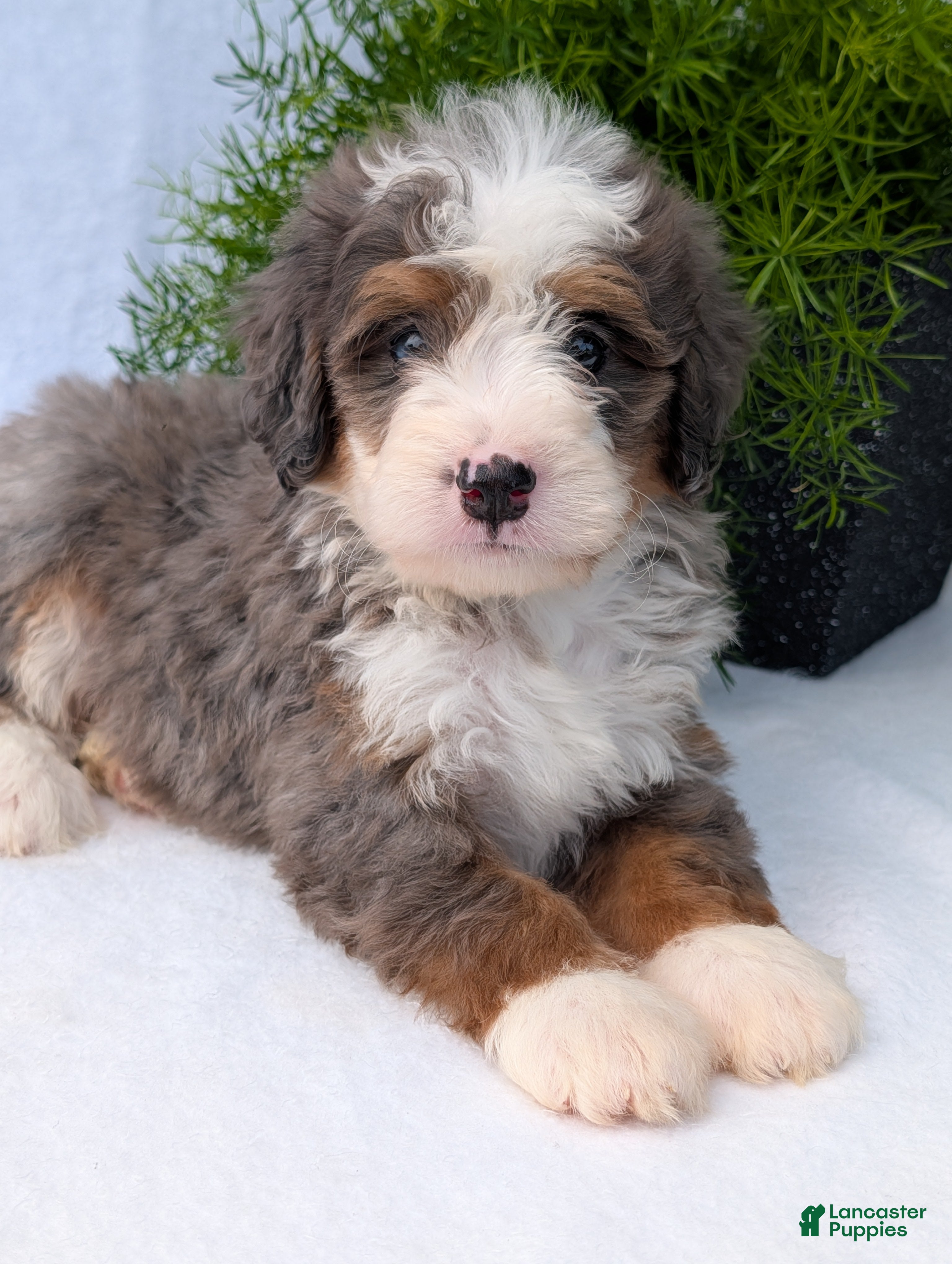Mini Bernedoodle dogs Mini Bodie  - Ad 2