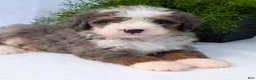 Mini Bernedoodle dogs for sale: Mini Bodie  - Ad 2