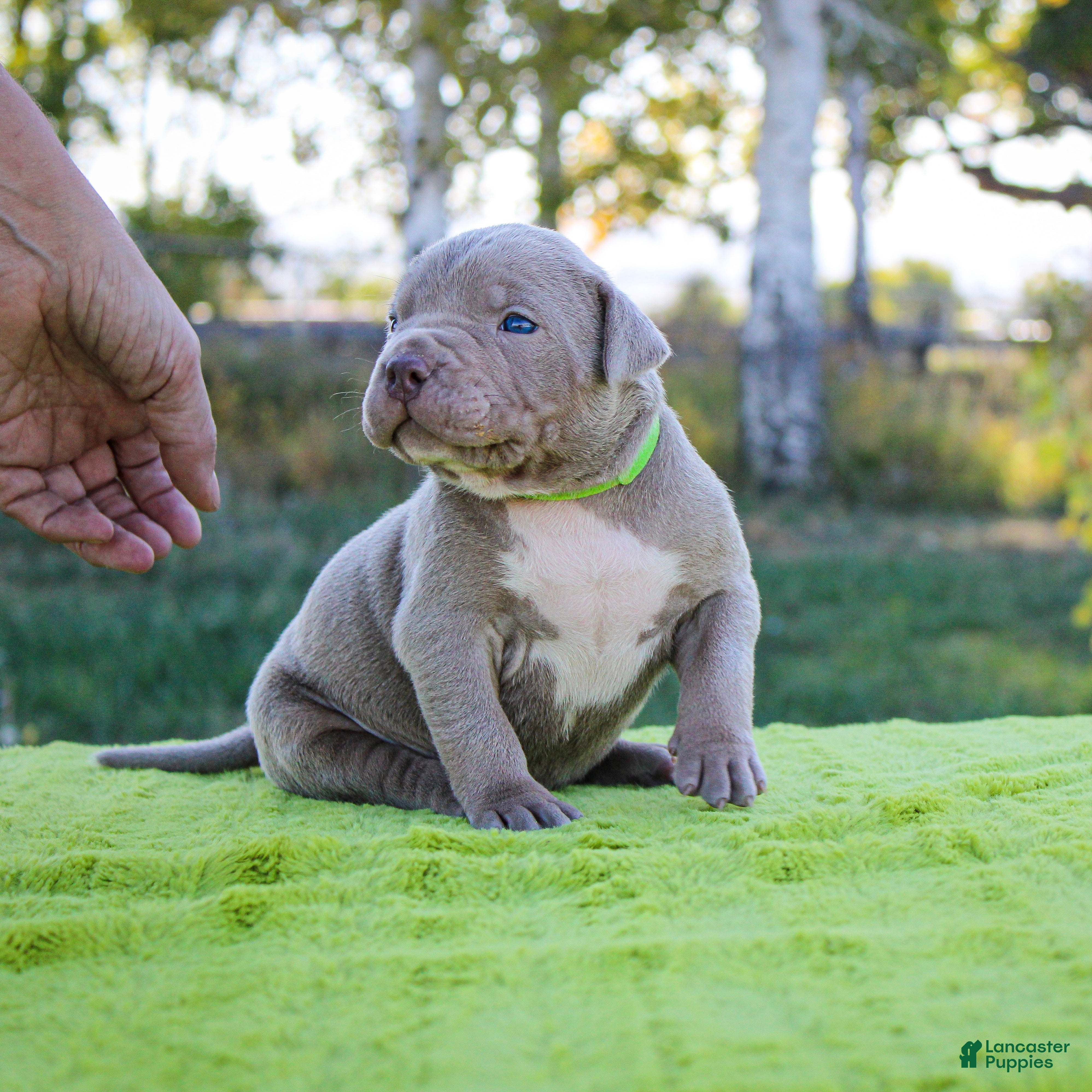 Lilac tri American Bully Puppies for sale Lancaster Puppies