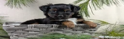 Toy Australian Shepherd dogs for sale: Bronson - Ad 20
