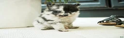 Pomeranian dogs for sale: Tucker - Ad 4