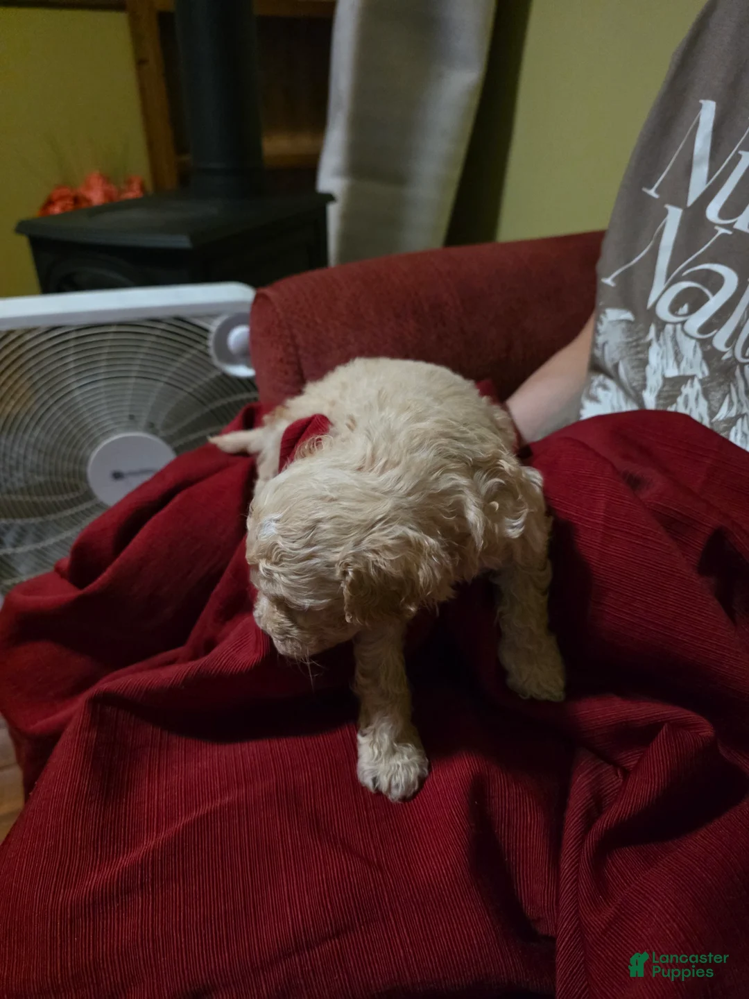 Shihpoo dogs for sale: Chip - Ad 2