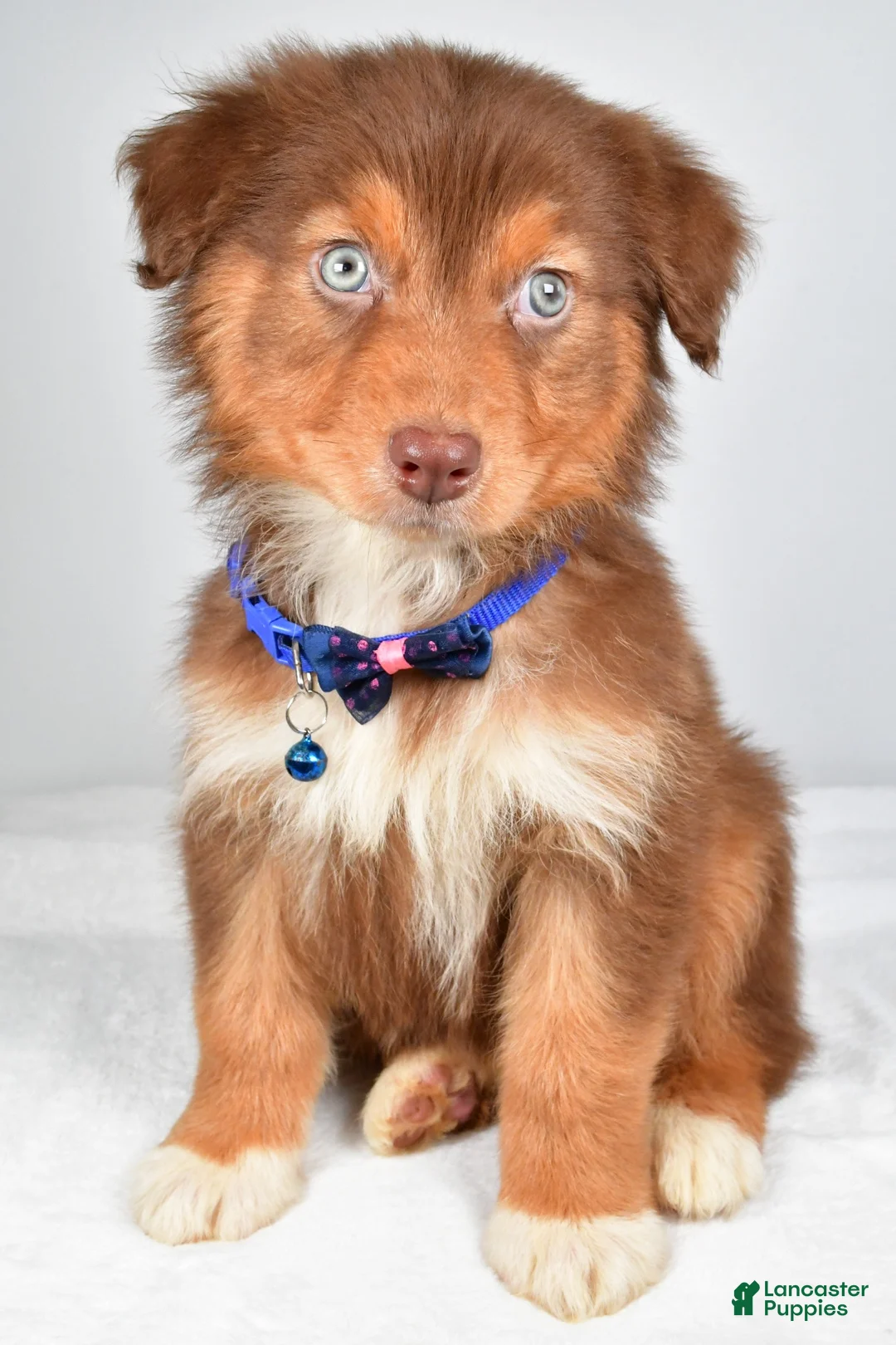Australian Shepherd dogs for sale: Echo - Ad 1