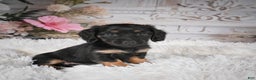 Miniature Dachshund dogs for sale: Panda-AKC - Ad 3