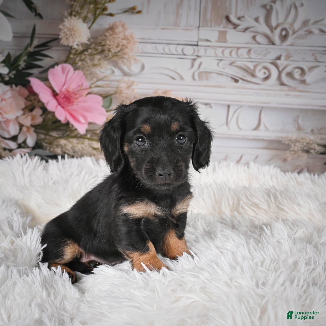 Miniature Dachshund dogs for sale: Panda-AKC - Ad 3
