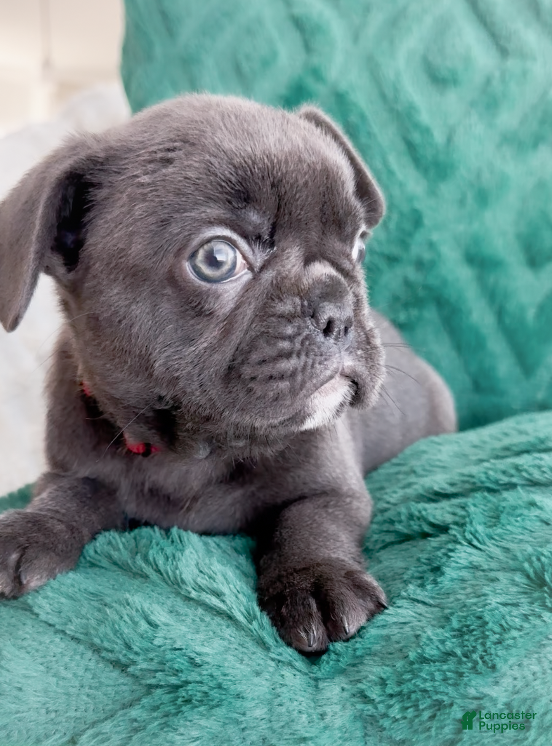 French Bulldog dogs for sale: Vixen Blue Fluffy Carrier - Ad 11