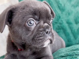 French Bulldog dogs Vixen Blue Fluffy Carrier - Ad 9