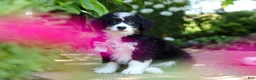 Mini Bernedoodle dogs for sale: Archie - Ad 7