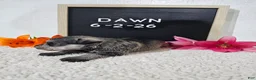 Miniature Schnauzer dogs for sale: Dawn - Ad 12