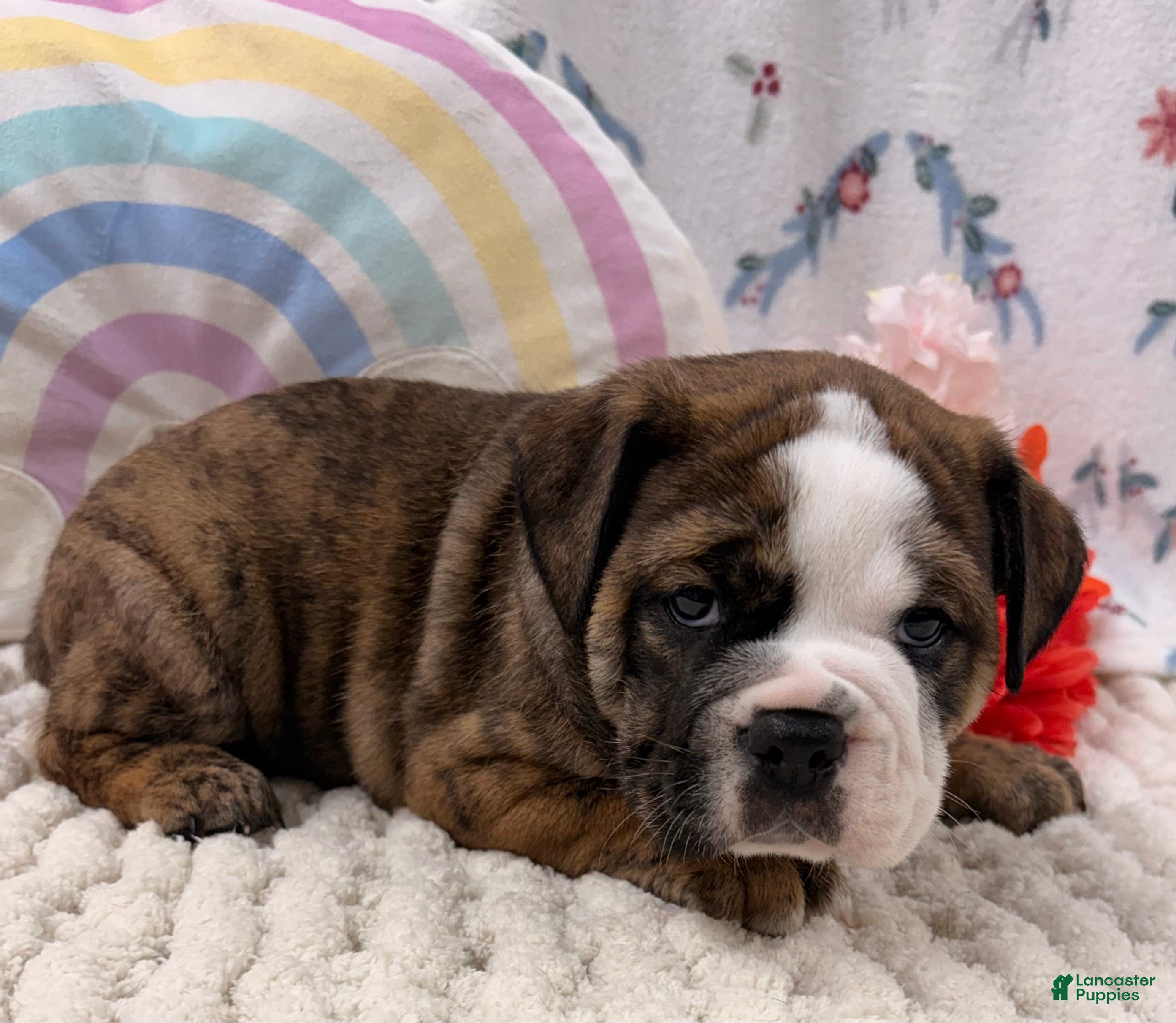 English Bulldog dogs Lance - Ad 2