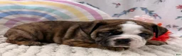 English Bulldog dogs for sale: Lance - Ad 2