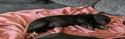 Newfoundland dogs for sale: Haven - Ad 17