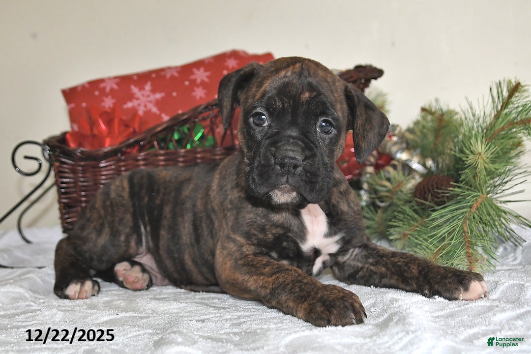 Boxer dogs for sale: Bella - Ad 5