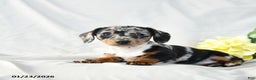 Miniature Dachshund dogs for sale: Oreo - Ad 2