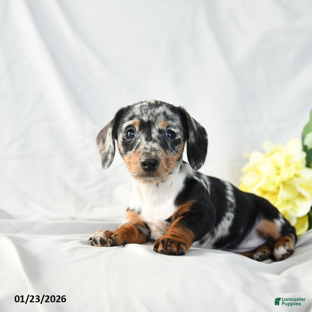 Miniature Dachshund dogs for sale: Oreo - Ad 2