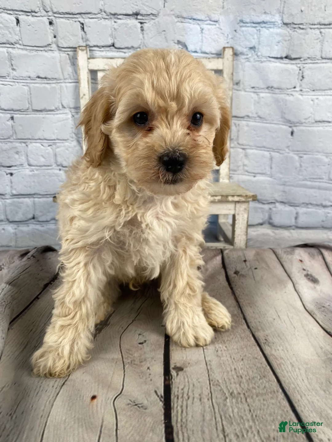 Cavapoo dogs for sale: Tim - Ad 1
