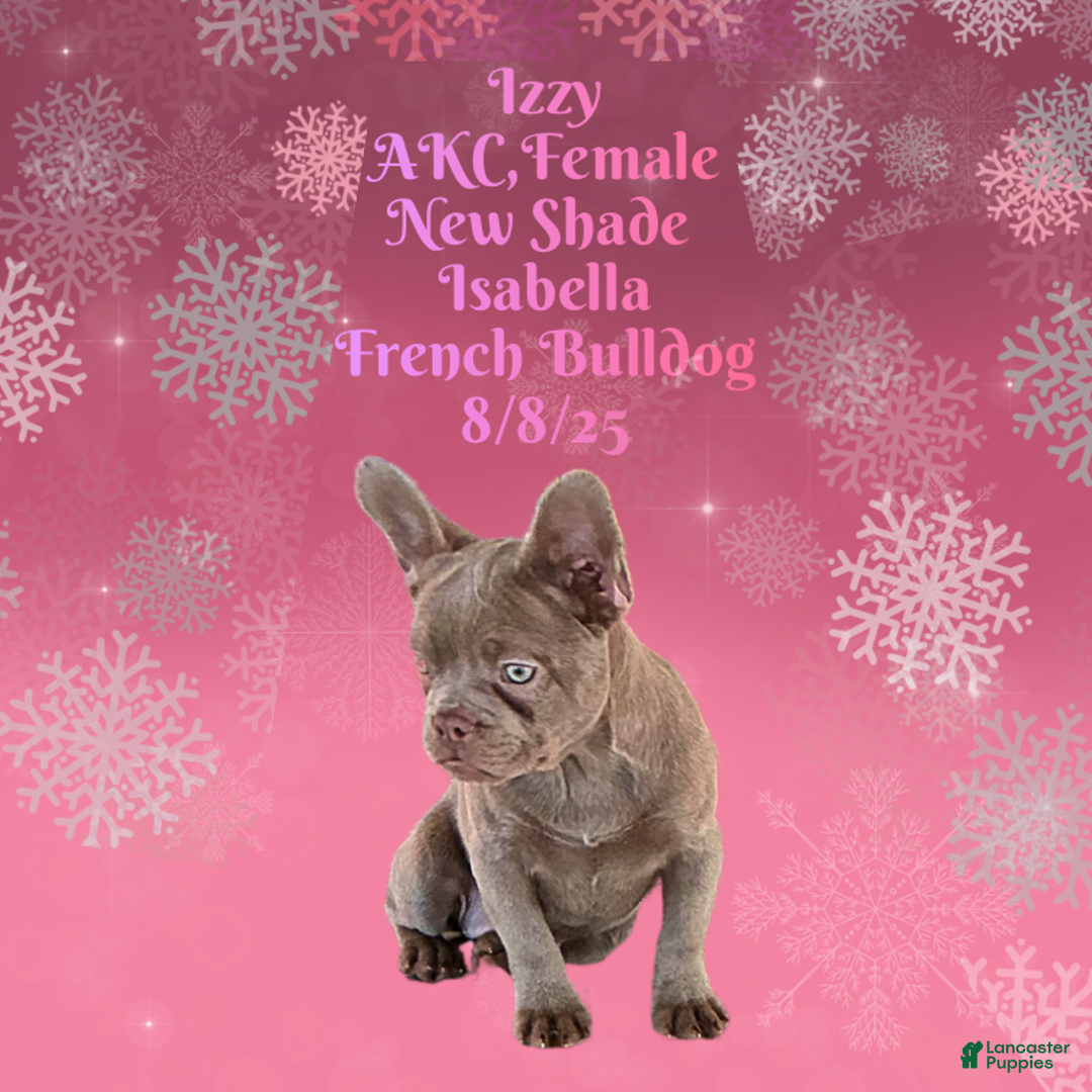 French Bulldog dogs for sale: 🐾 “Izzy the Velvet Queen: Blue-Eyed Beauty with Boss Energy & Breeding Potential” - Ad 5