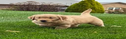 Golden Retriever dogs for sale: Maven - Ad 4