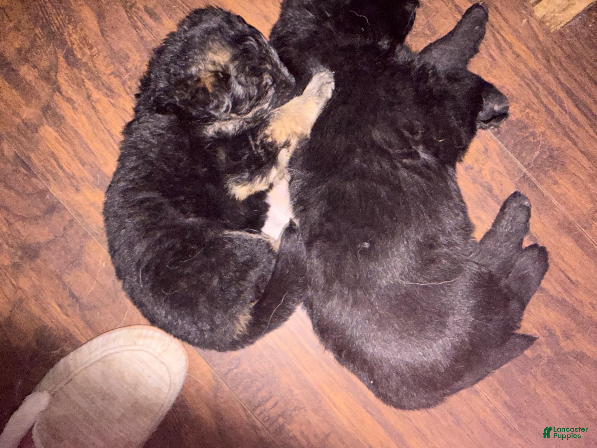 German Shepherd dogs German Shepherd Puppy 4 - Ad 41