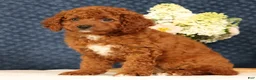 Cavapoo dogs for sale: Gloria - Ad 7