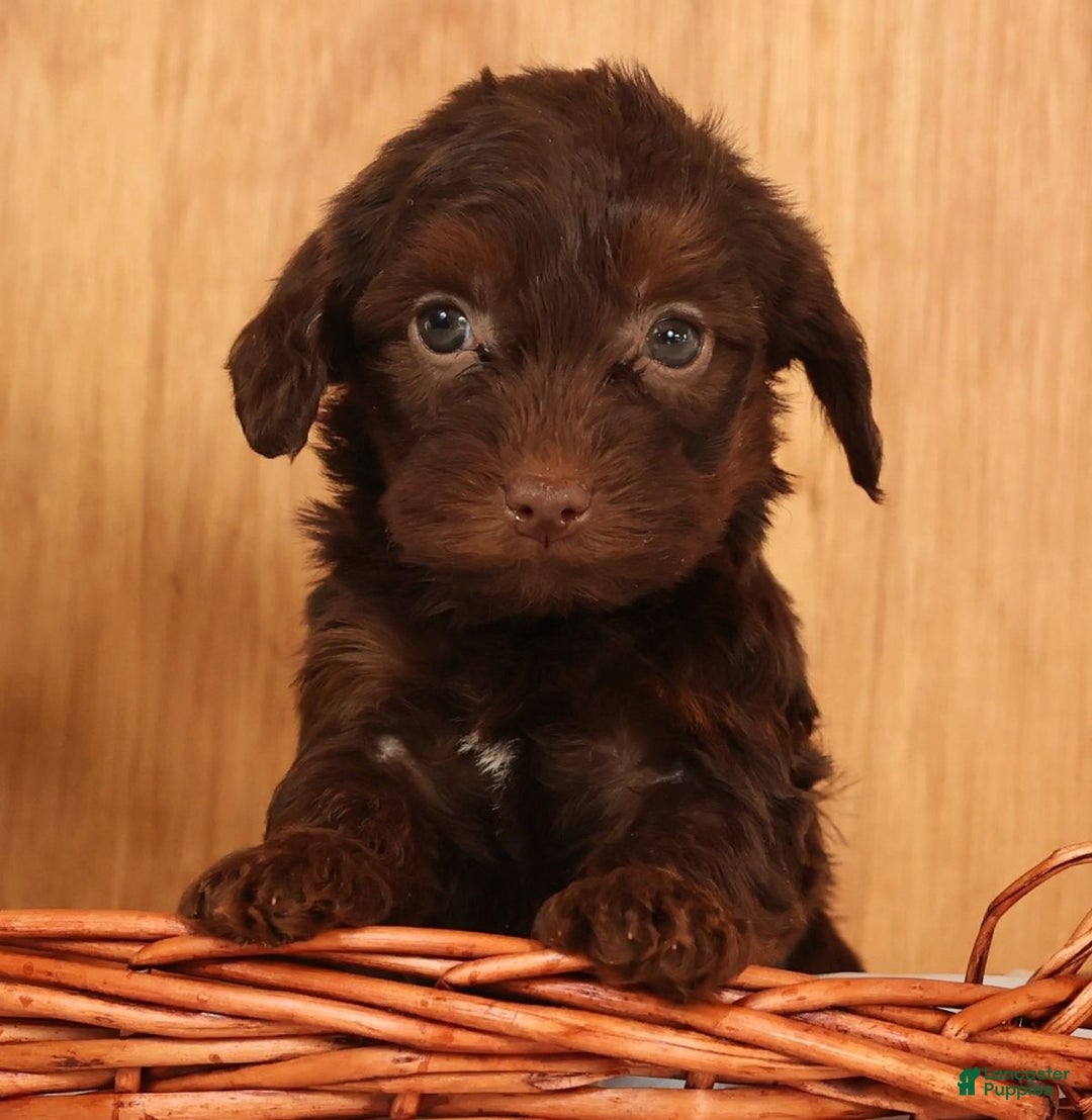 Yorkiepoo dogs for sale: Daisy - Ad 1