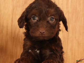 Yorkiepoo dogs Daisy - Ad 14