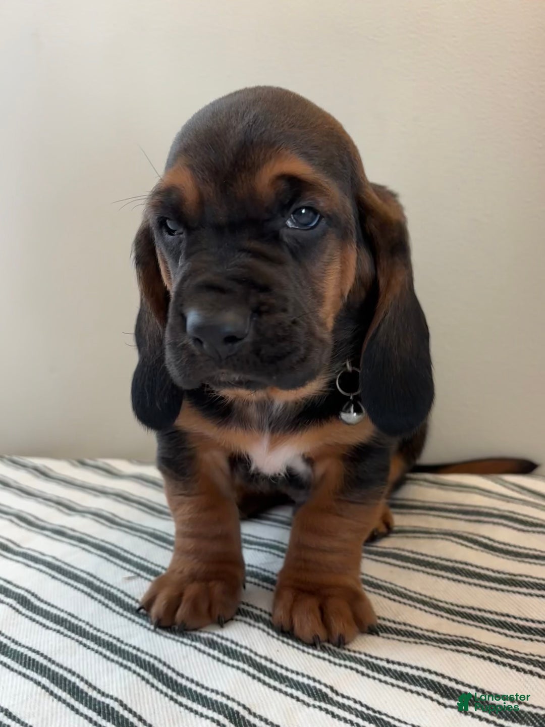 Basset Hound dogs for sale: Buddy - Ad 3